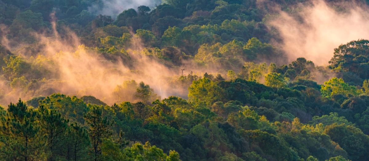 First Ayahuasca Experience - a rainforest